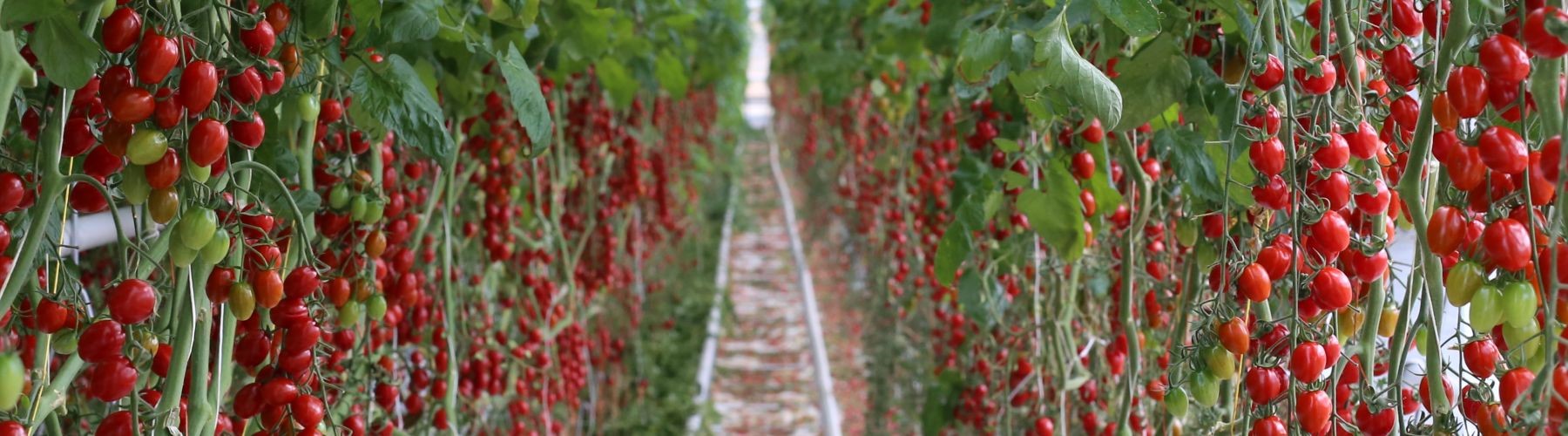 Na rajčata nasadili v Haňovicích hmyz místo chemie 