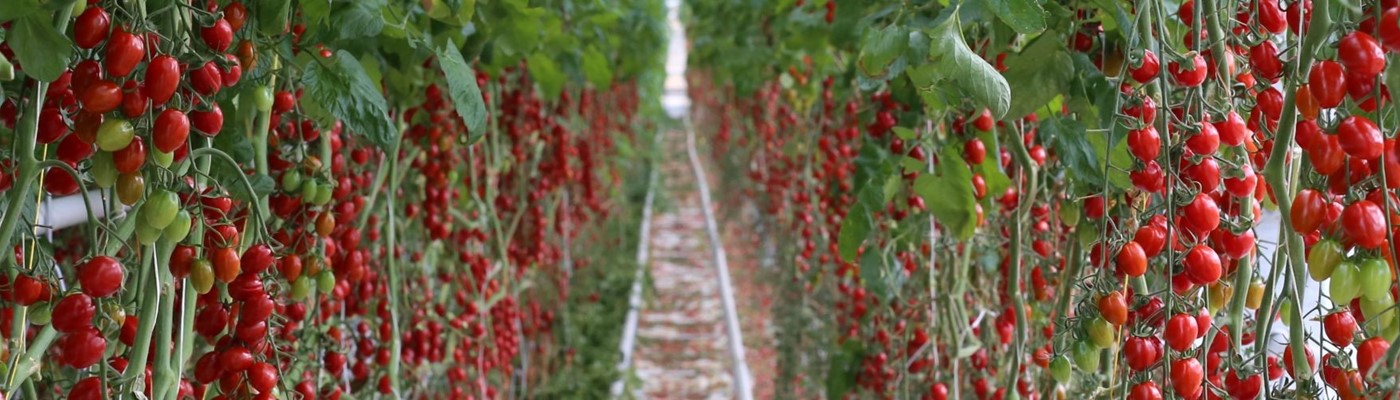 Na rajčata nasadili v Haňovicích hmyz místo chemie