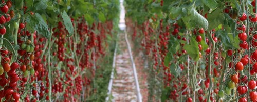 Na rajčata nasadili v Haňovicích hmyz místo chemie 