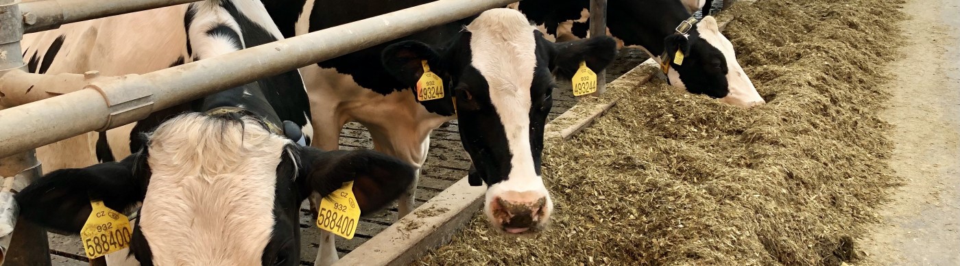  Agrospol zlepšuje pohodu dojnic za stovky milionů