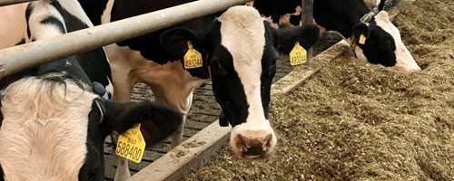  Agrospol zlepšuje pohodu dojnic za stovky milionů