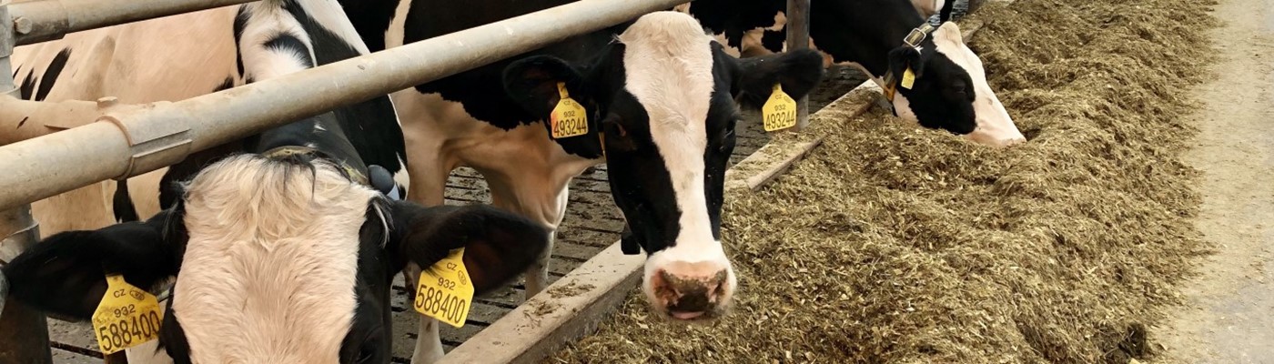 Agrospol zlepšuje pohodu dojnic za stovky milionů
