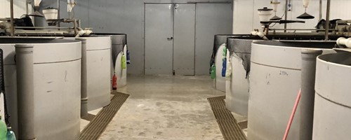  V pandemii zariskovali a rozjeli chov afrických sumečků 