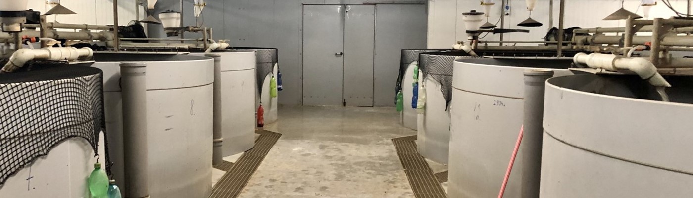 V pandemii zariskovali a rozjeli chov afrických sumečků