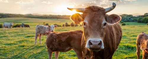 V kůži zemědělce aneb Radosti i strasti běžných dnů na farmě