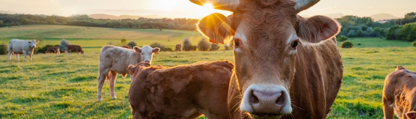 V kůži zemědělce aneb Radosti i strasti běžných dnů na farmě
