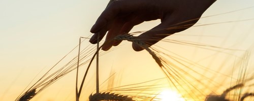 Cesta malého semínka pšenice od zasetí až po vynikající podzimní recepty 