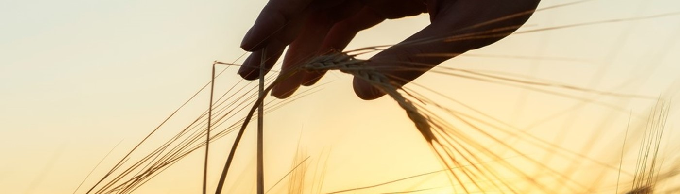 Cesta malého semínka pšenice od zasetí až po vynikající podzimní recepty 