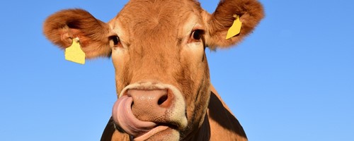 Spokojený život pro všechny, to je animal welfare