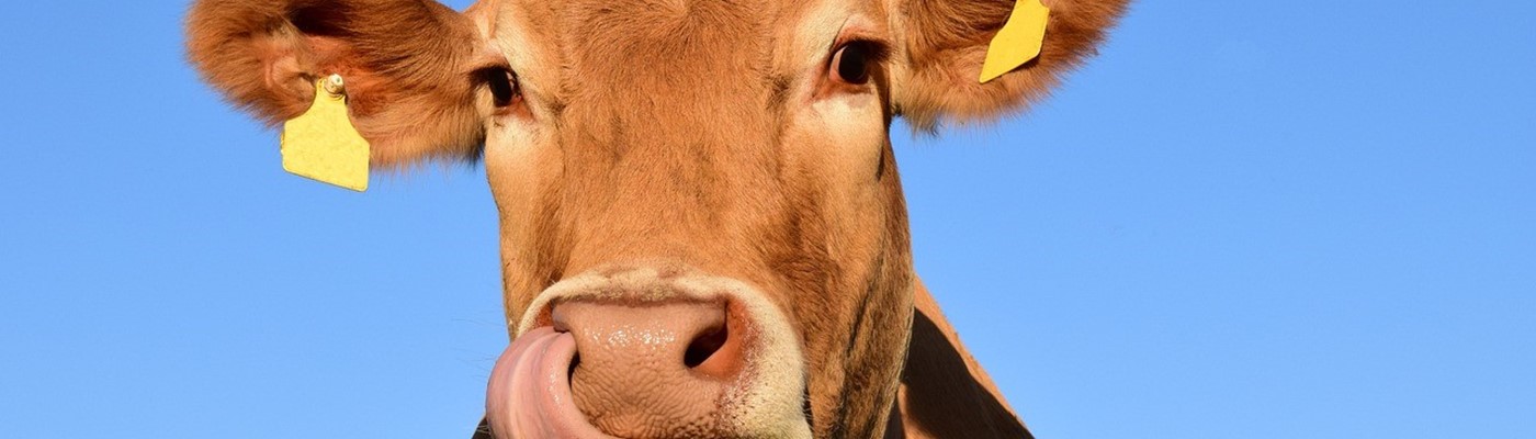 Spokojený život pro všechny, to je animal welfare